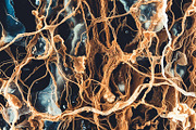 72 Microscopic Fungi Backgrounds, a Background Graphic by h.utomo (Thumbnail 14 of 72)