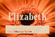 Alextus Serif, a Serif Font by Typegoals Studio (Thumbnail 4 of 6)