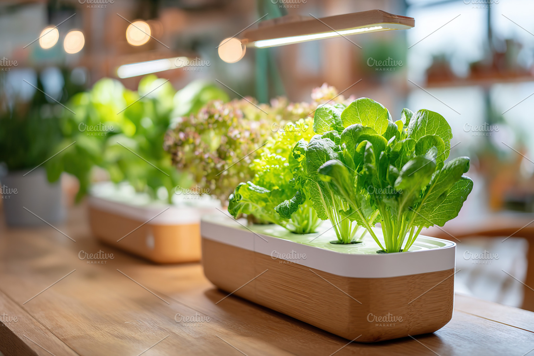 Indoor hydroponic garden showcasing various types of leafy greens and modern li, a Food & Drink Photo by AlyaAnd