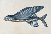Flying Fish Vector Illustration, an Animal Illustration by Kusumaillustration (Thumbnail 4 of 6)
