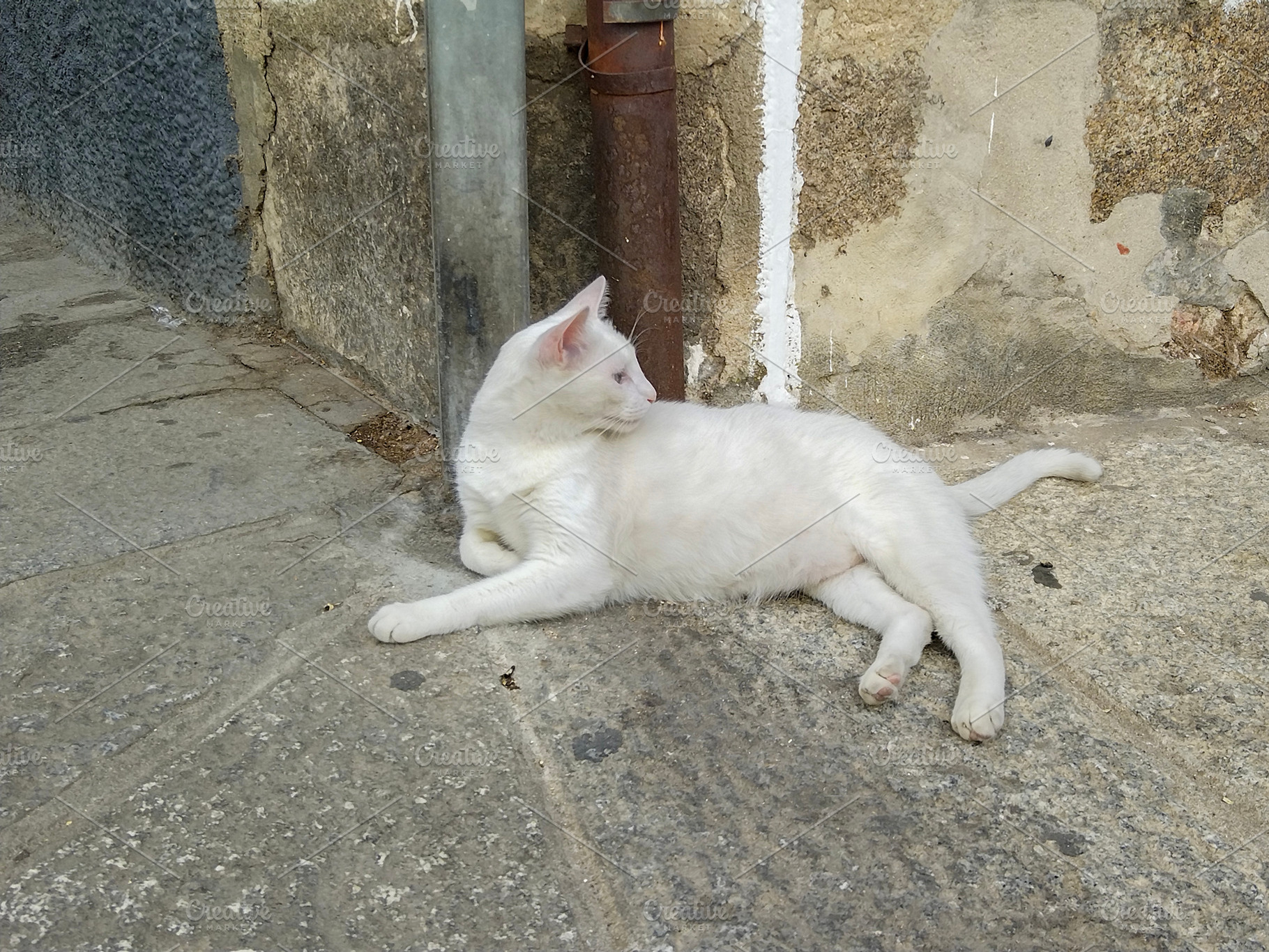 Cat resting on pavement at day, an Animal Photo by DanFLCreativo