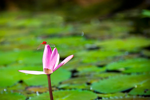 Lily Pond, a Nature Photo by THP Creative