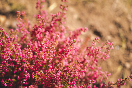 Pink bright heather close up, a Nature Photo by Olezzo