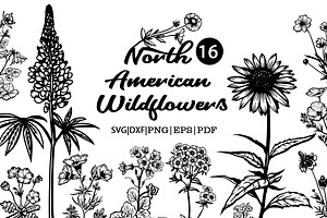 North American Wildflowers Vector