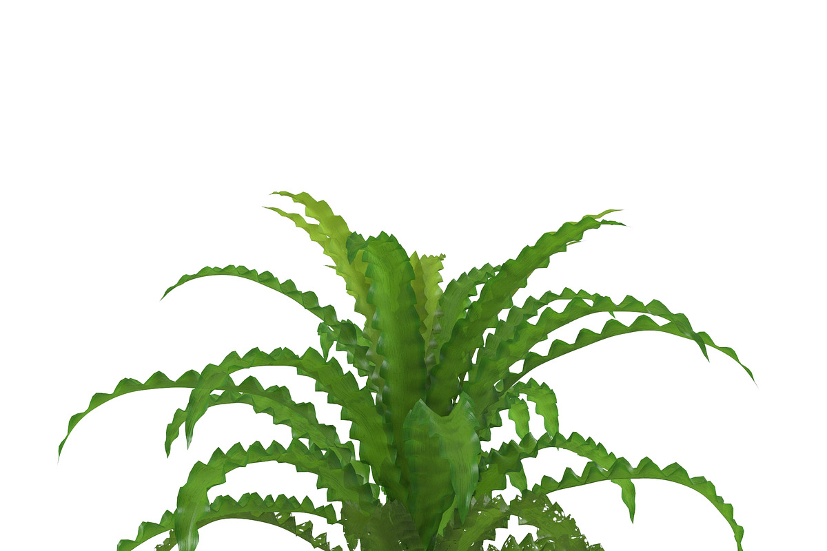 Pogostemon helferi, a Plants & Tree 3D Model by AndrewWhite (Photo 7 of 9)