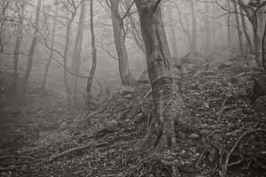 Misty forest stock photo containing mist and misty
