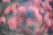 Soft Pink Bokeh Background – Dream, a Nature Photo by Silent Nature (Thumbnail 1 of 5)