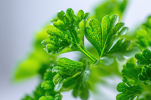 Curly parsley leaves in close-up showcasing texture and vibrant green color, a Food & Drink Photo by AlyaAnd