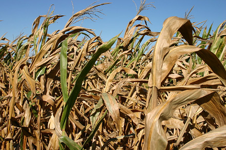 Corn stock photo containing new york and autumn