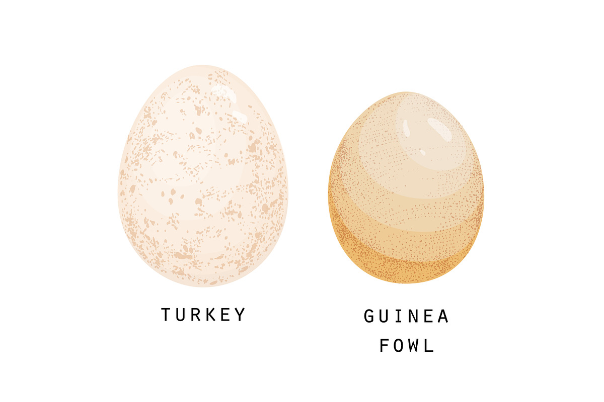 Different birds egg set, a Food Illustration by Good Studio (Photo 4 of 5)