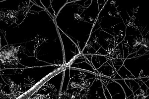 Bare tree branches against black background, a Nature Photo by DanFLCreativo