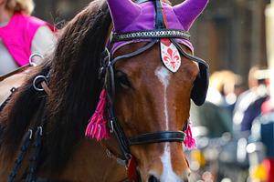 Horse wearing traditional florentine headdress waiting for tourists in Florence, an Architecture Photo by Antonio Gravante Market