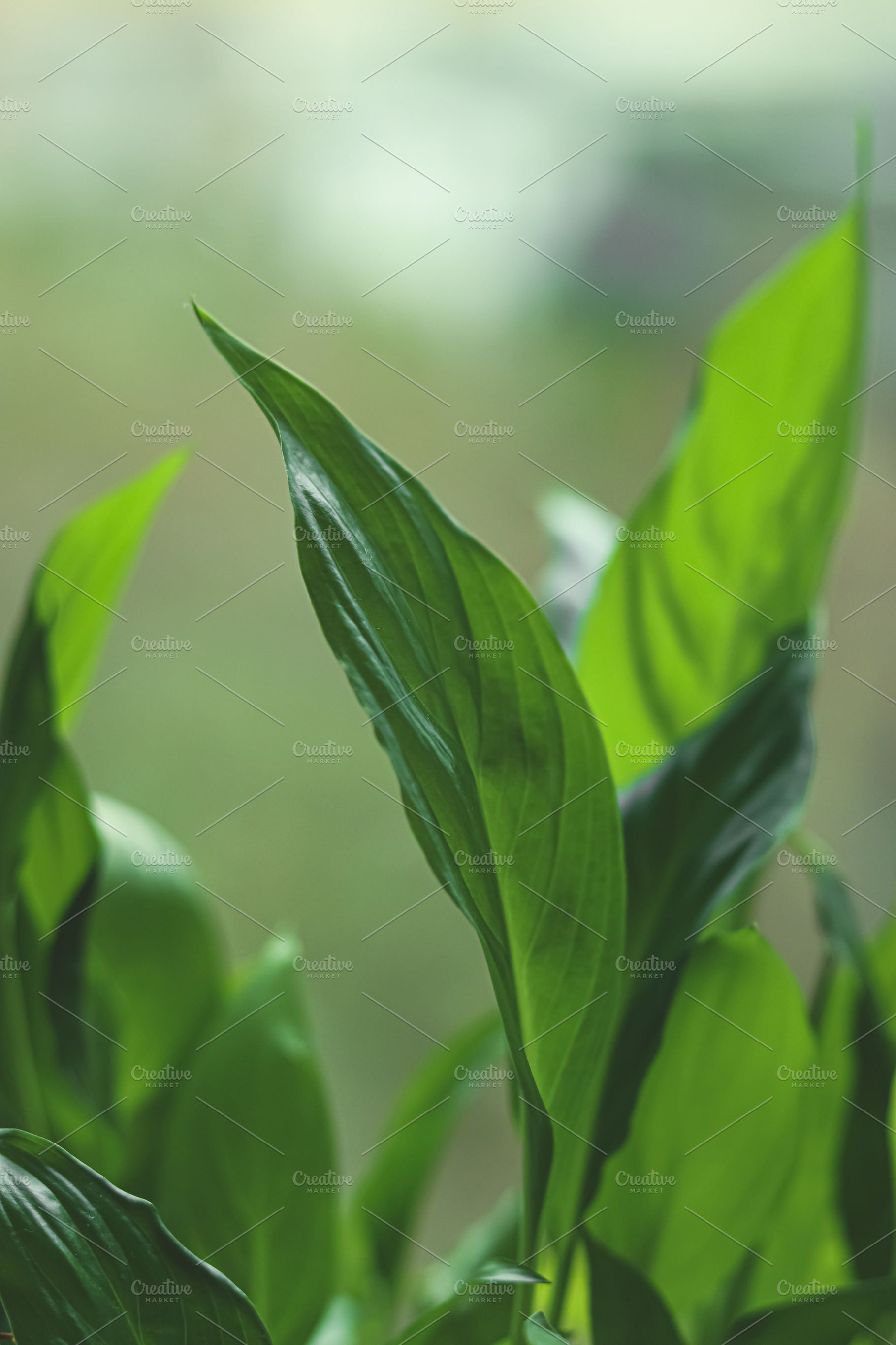 Green peace lily plant leaves displaying natural foliage and ele, a Photo by Studio ANNA