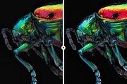 3 Macro Pop Detail LR & PS Presets, an Action Add-On by M E G A S E T S (Thumbnail 4 of 6)