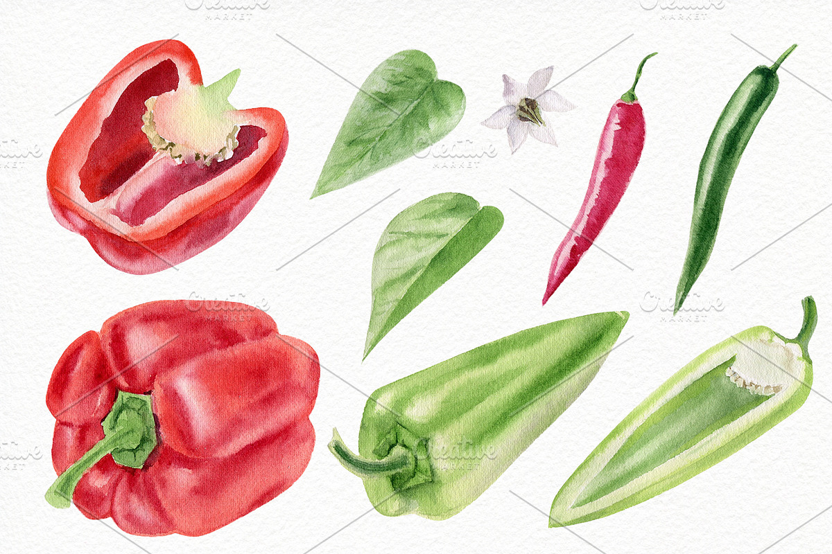 Watercolor vegetables and herbs, an Illustration by Elegantia (Photo 6 of 7)