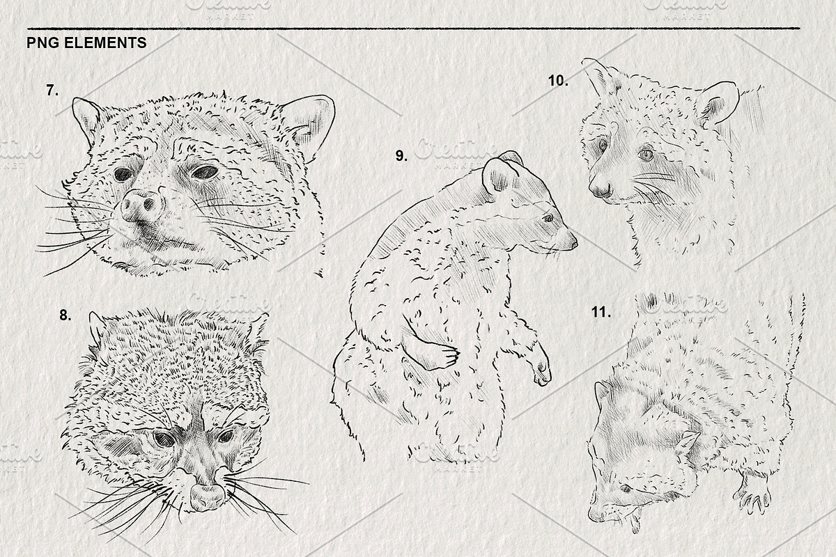 Raccoon sketches PNG, an Animal Illustration by LOKSKIH (Photo 4 of 4)