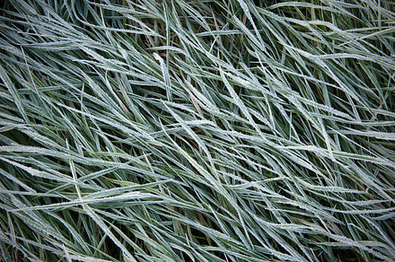 Grass Featuring Grass Green And Organic preview 6