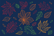 Hand drawn leaves of different trees, a Decorative Illustration by Tkoko vectors & patterns (Thumbnail 11 of 14)