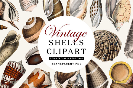27 Vintage Shells PNG Clipart No.3, an Object Illustration by Century Library