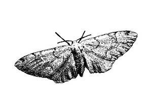 White Moth Isolated Graphic