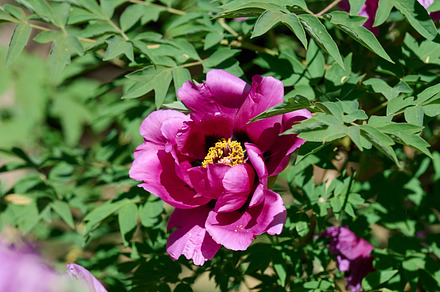Lush purple peony flowers with vibrant yellow stamens, in full b, a Nature Photo by ndanko