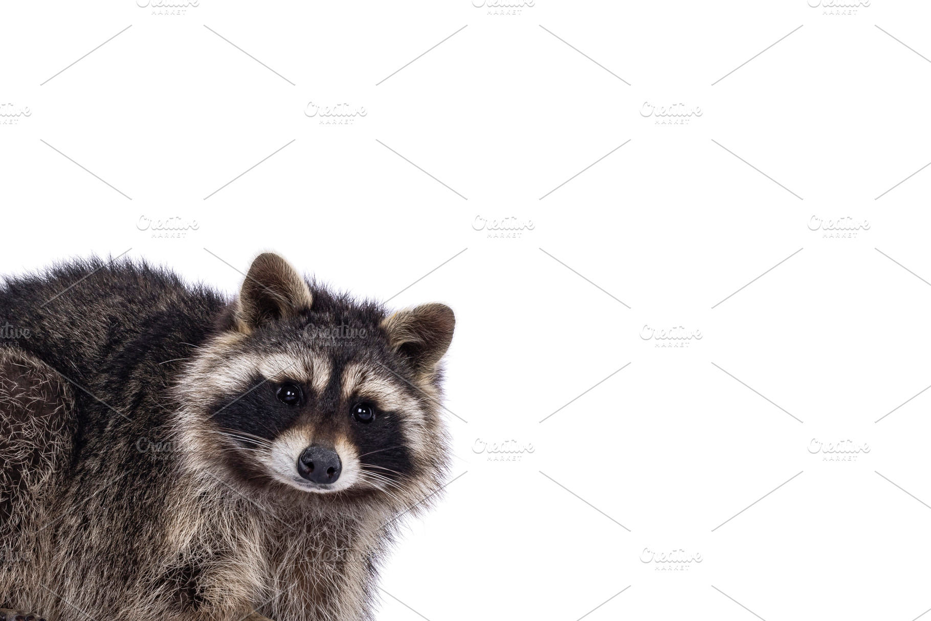 Raccoon on white background, an Animal Photo by Cat'chy Images by Nynke
