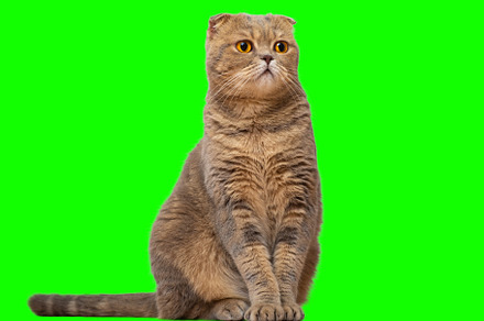 A red-haired Scottish fold cat with yellow eyes isolated on a green background.
