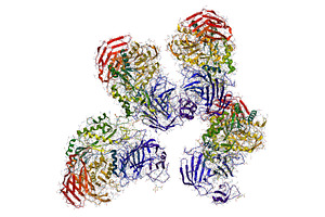 Sucrase-isomaltase enzyme structure, a Healthcare Illustration by Leonid Andronov