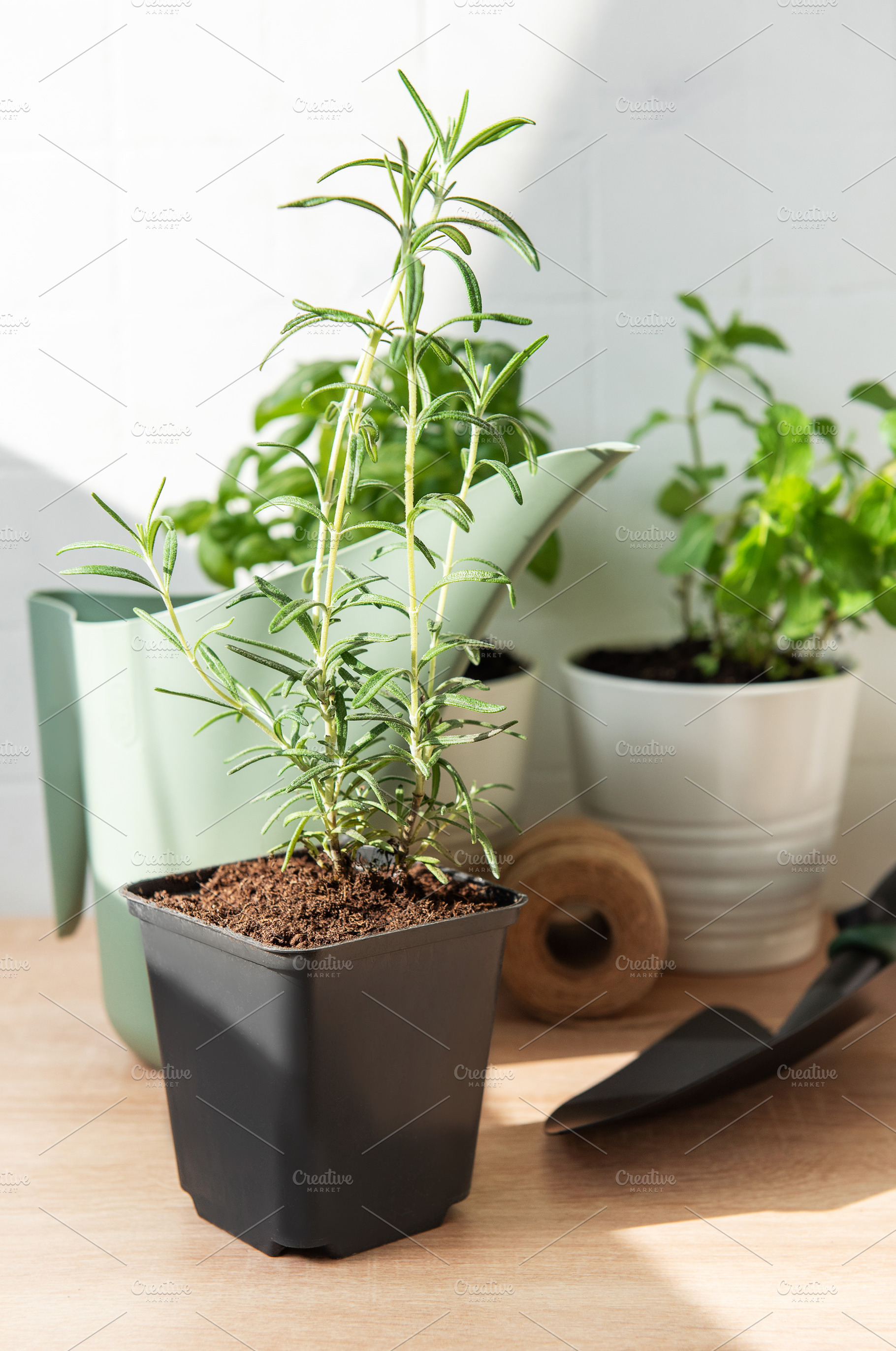 Rosemary herb plant growing in home garden pot, a Nature Photo by Olena Rudo