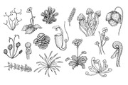 Carnivorous Plants, an Object Illustration by Eugenia Hauss Design (Thumbnail 3 of 3)