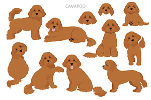 Cavapoo Clipart