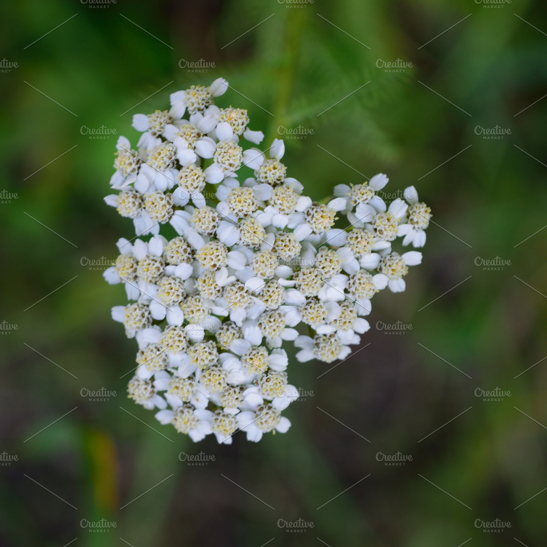 Yarrow (Achillea millefolium) Flower, a Nature Photo by ClubhouseArts