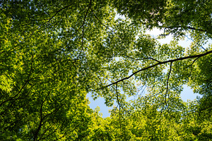 Maple canopy in Kenroku-en Garden near Kanazawa Castle, Japan, a Nature Photo by GoodGoods