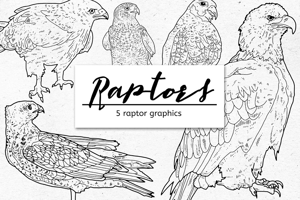Raptor Graphic Bundle, an Object Graphic by voidea
