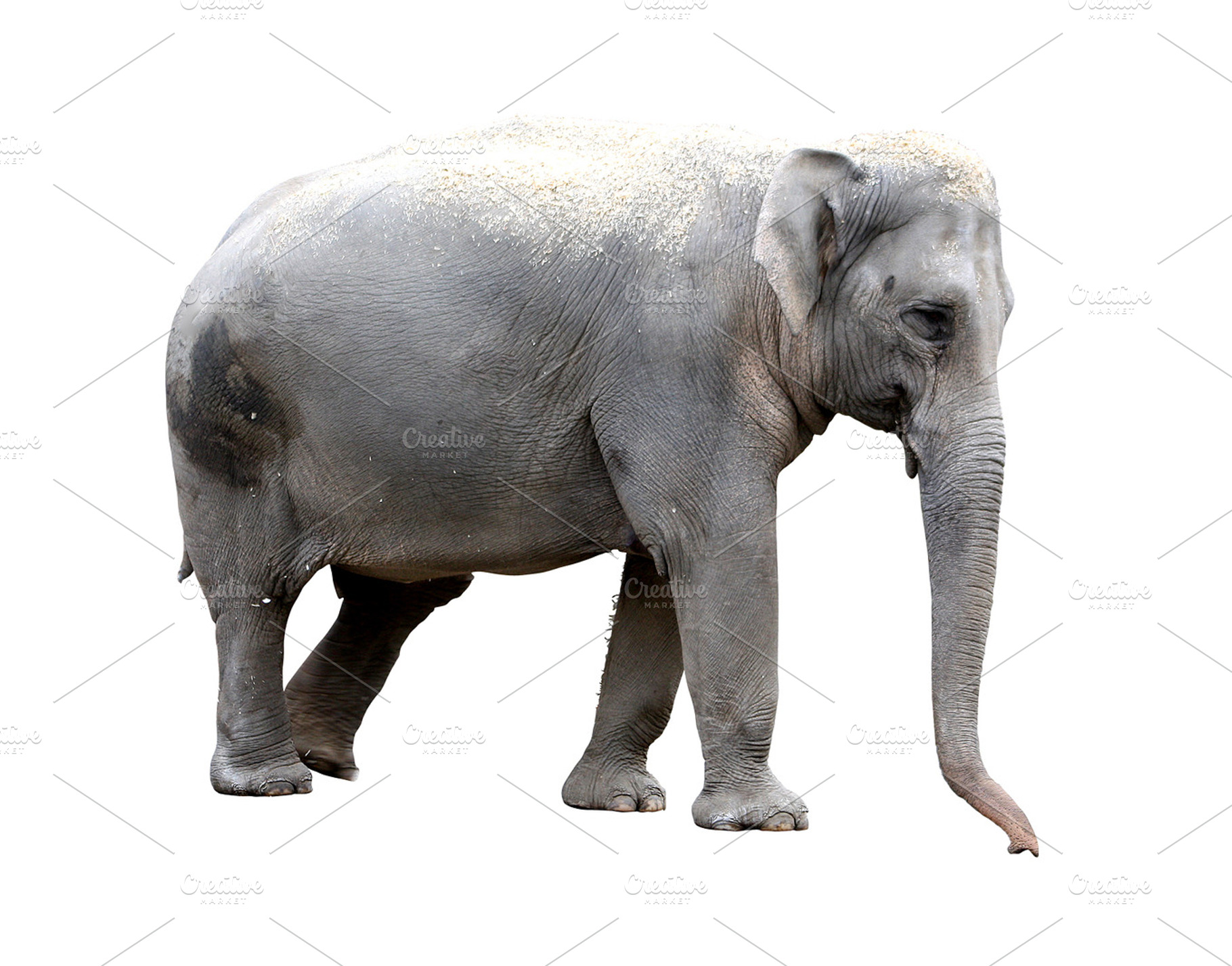 Elephant Containing Animal Picture And Photo