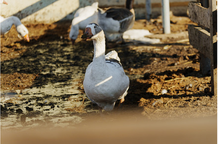In a vibrant farmyard, a group of, an Animal Photo by darksoul72