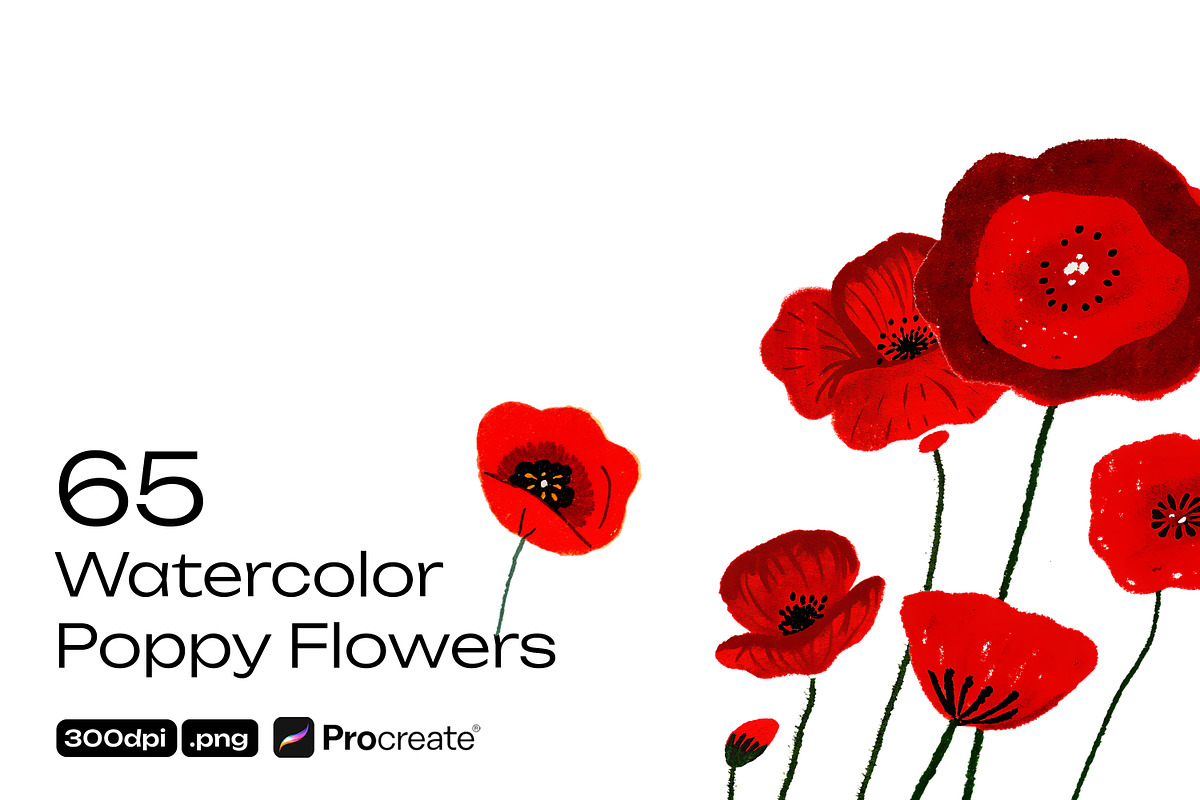Watercolor Poppy Flowers, a Decorative Illustration by crafty (Photo 1 of 11)