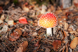 Fly agaric mushroom growing in autumn forest floor, a Nature Photo by Olena Rudo