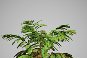 Alsophila Fern Averahe HIGH