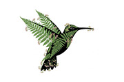 Decorative Floral Hummingbird Bundle, an Illustration by jahid234 (Thumbnail 8 of 31)