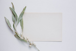 card with branch of Elaeagnus argent