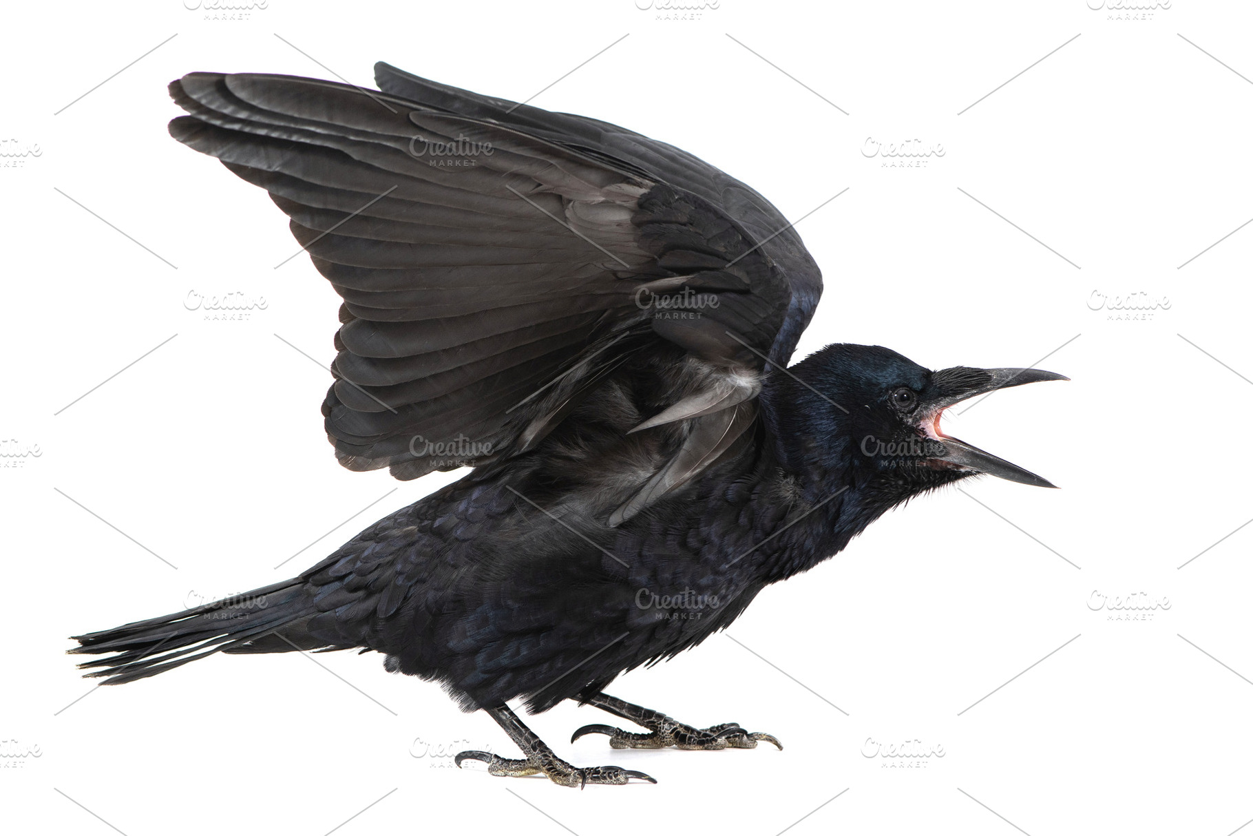 Common Raven, an Animal Photo by MriyaWildlife