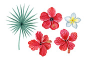 Tropical plants set, an Illustration by Watercolor life (Thumbnail 8 of 13)