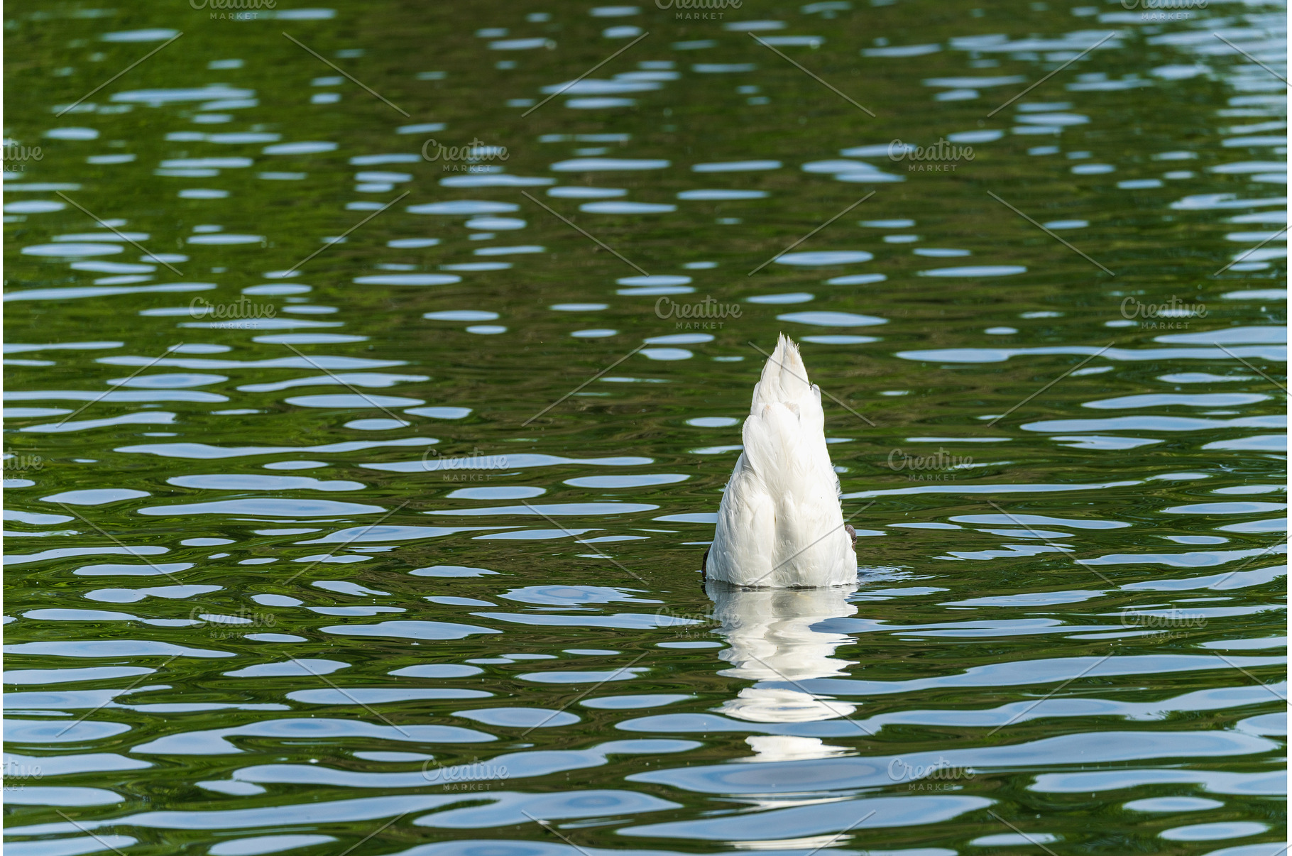 Rear view of the body of a swan, an Animal Photo by Backyard Stock