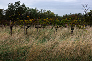 Organic vineyard on a meadow, a Nature Photo by Bepslabor