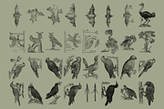 Birds of the World Illustrations, an Animal Illustration by Nomad Visuals (Thumbnail 5 of 12)