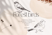 FOREST BIRDS sketches collection, an Animal Illustration by Yuliia Lashevska (Thumbnail 1 of 10)