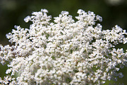 Summer Garden Collection, a Photo by Paper City Design (Thumbnail 15 of 21)
