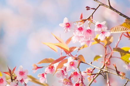 Sakura blossom stock photo containing thai and sakura