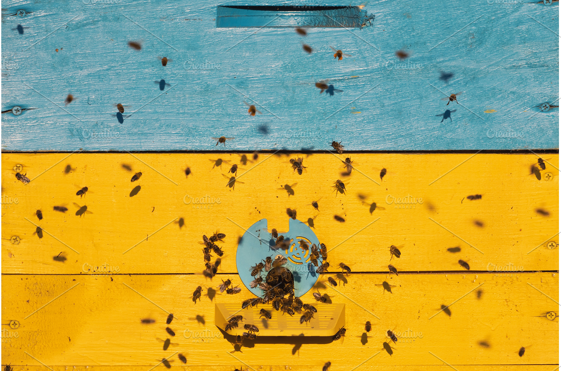bees fly into the yellow-blue hive, an Animal Photo by Pakosta